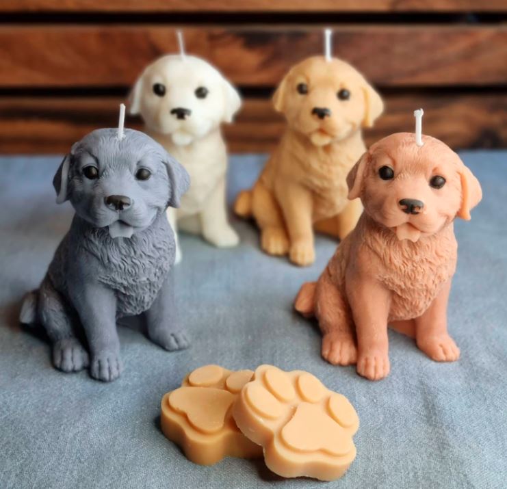 Vela Golden Retriever cachorro