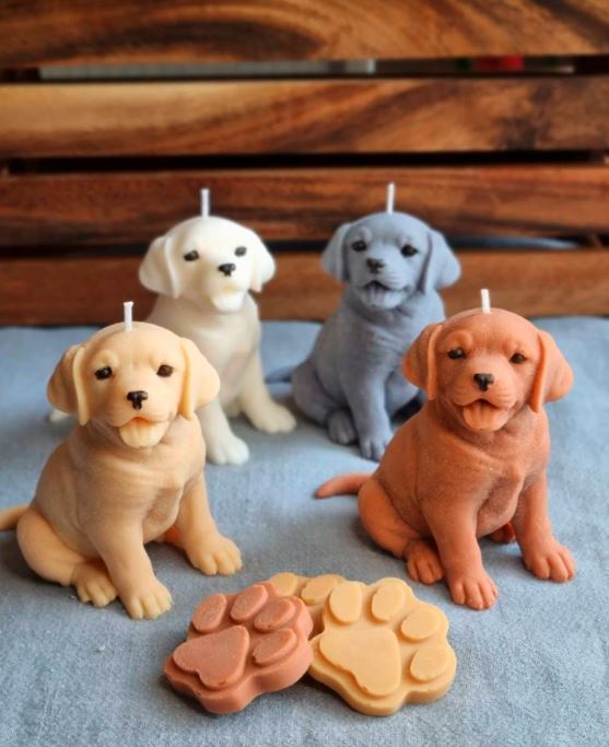 Vela  Labrador cachorro