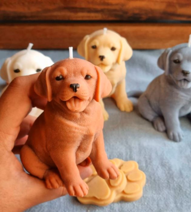 Vela  Labrador cachorro